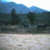 Water buffaloes near Ca Lu